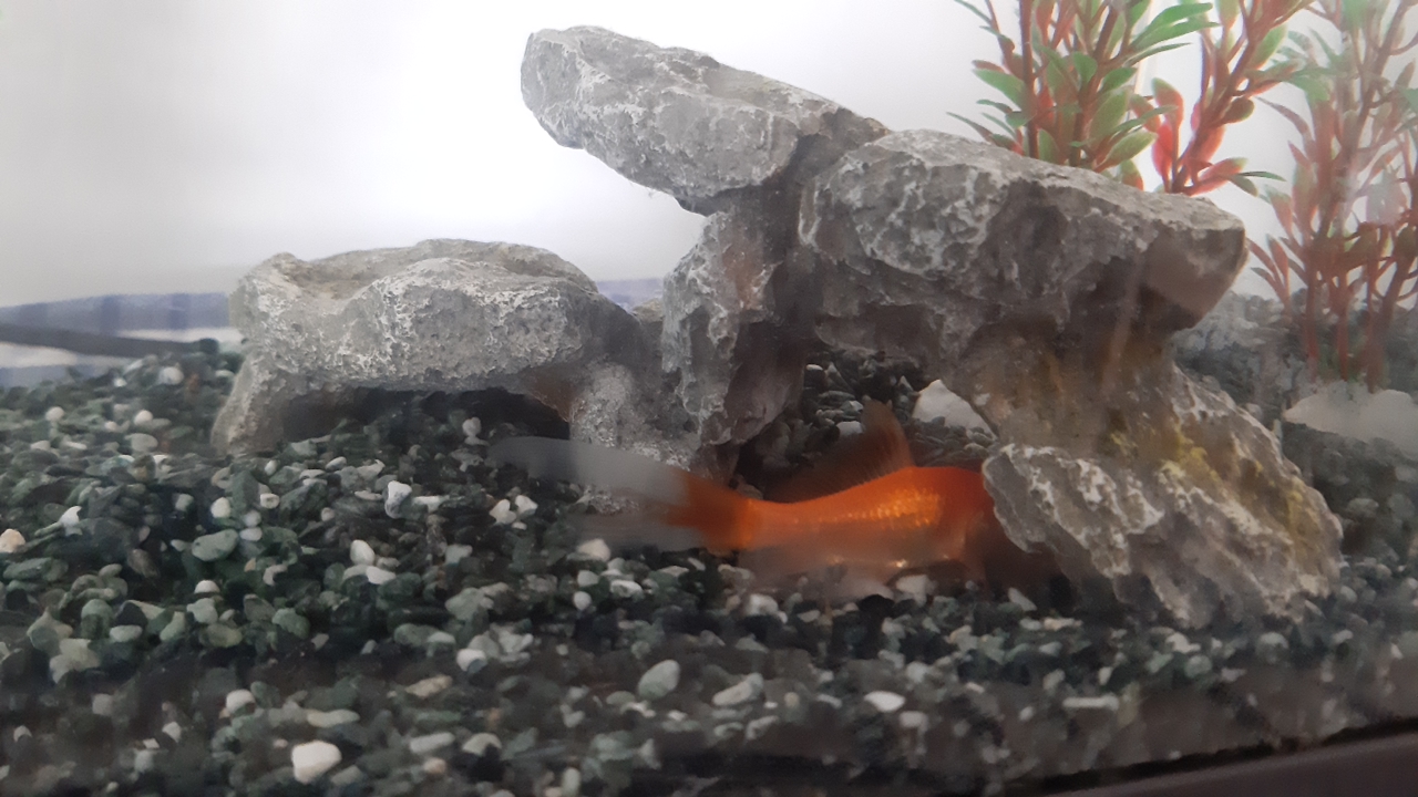 Un pez de color naranja nadando en un acuario y ocultando la cabeza entre unas rocas.